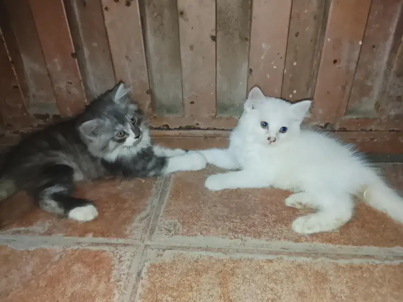female cat with kids 2 — photo 8