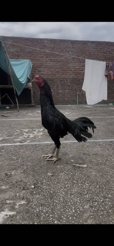 Burmi pkoya patha black killun ma