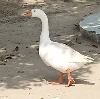Duck paper white long hight goose