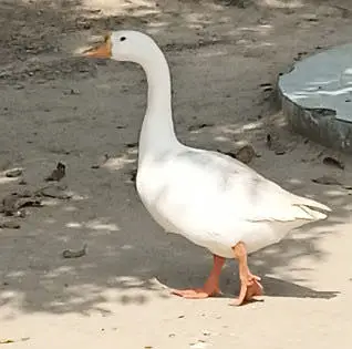 Duck paper white long hight goose