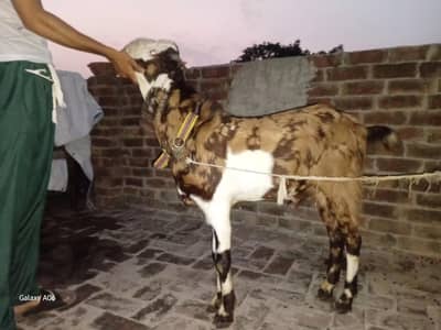 Beetal Cross Brown and White Breed