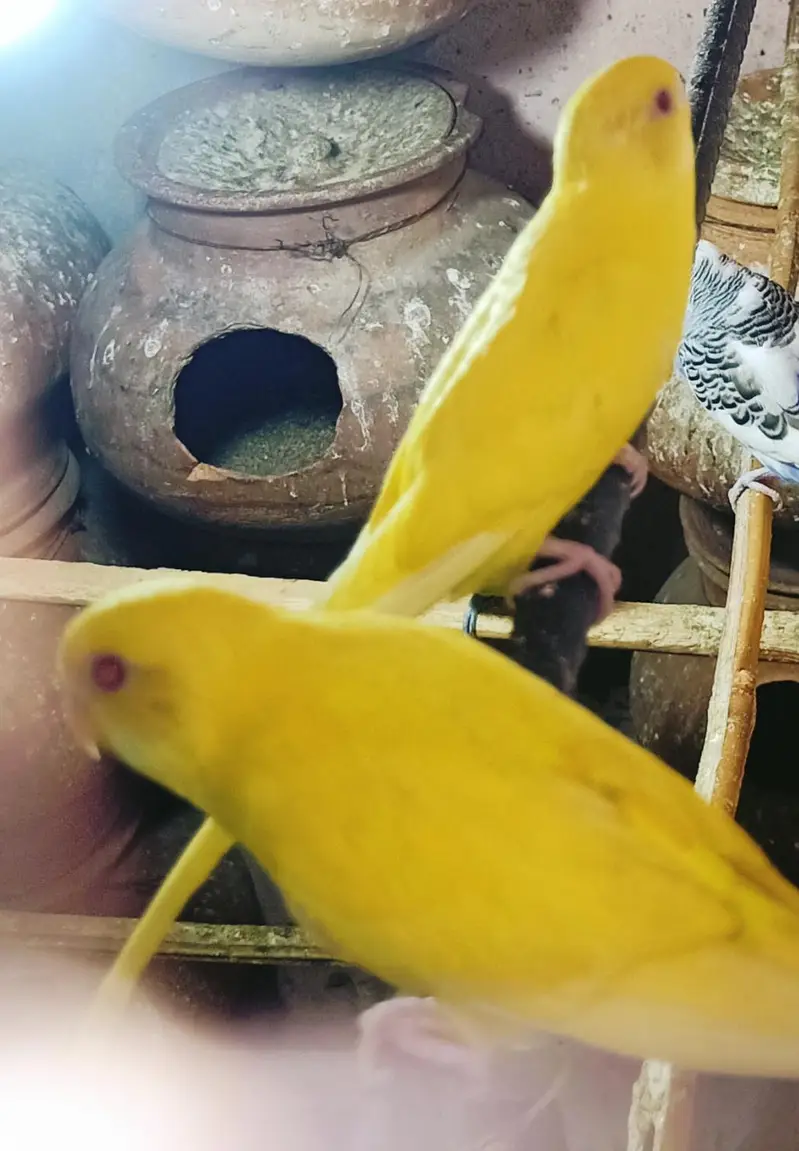 Australian pair and Khumray pair