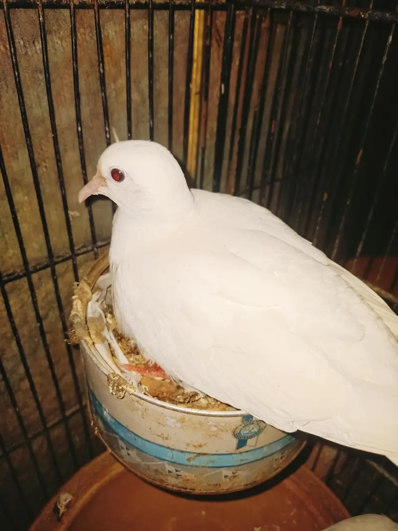 Australian pair and Khumray pair — photo 4
