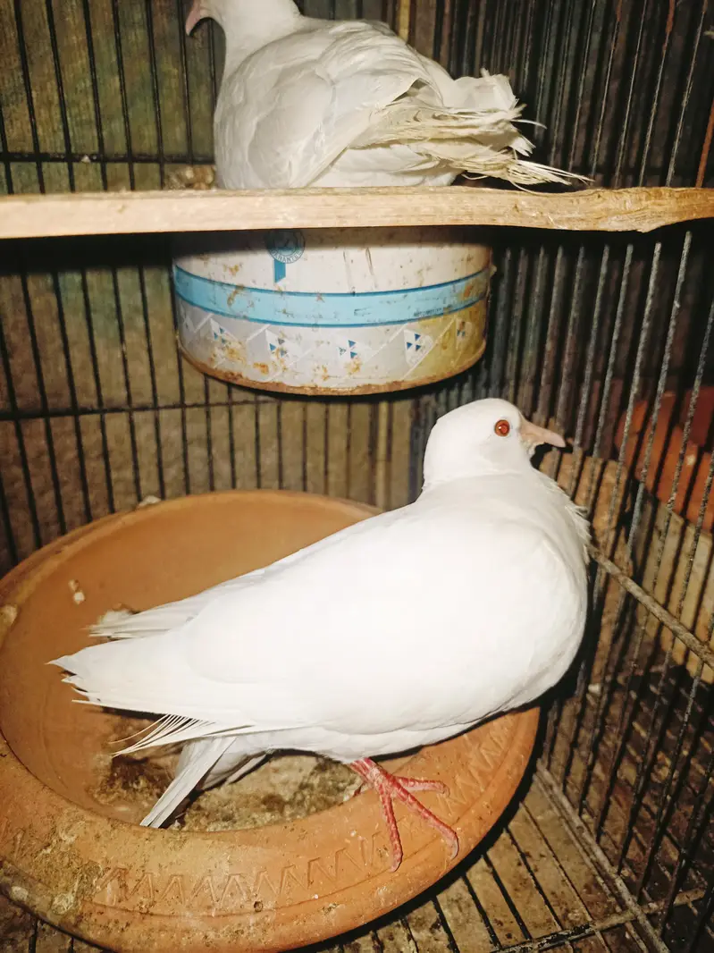 Australian pair and Khumray pair — photo 5