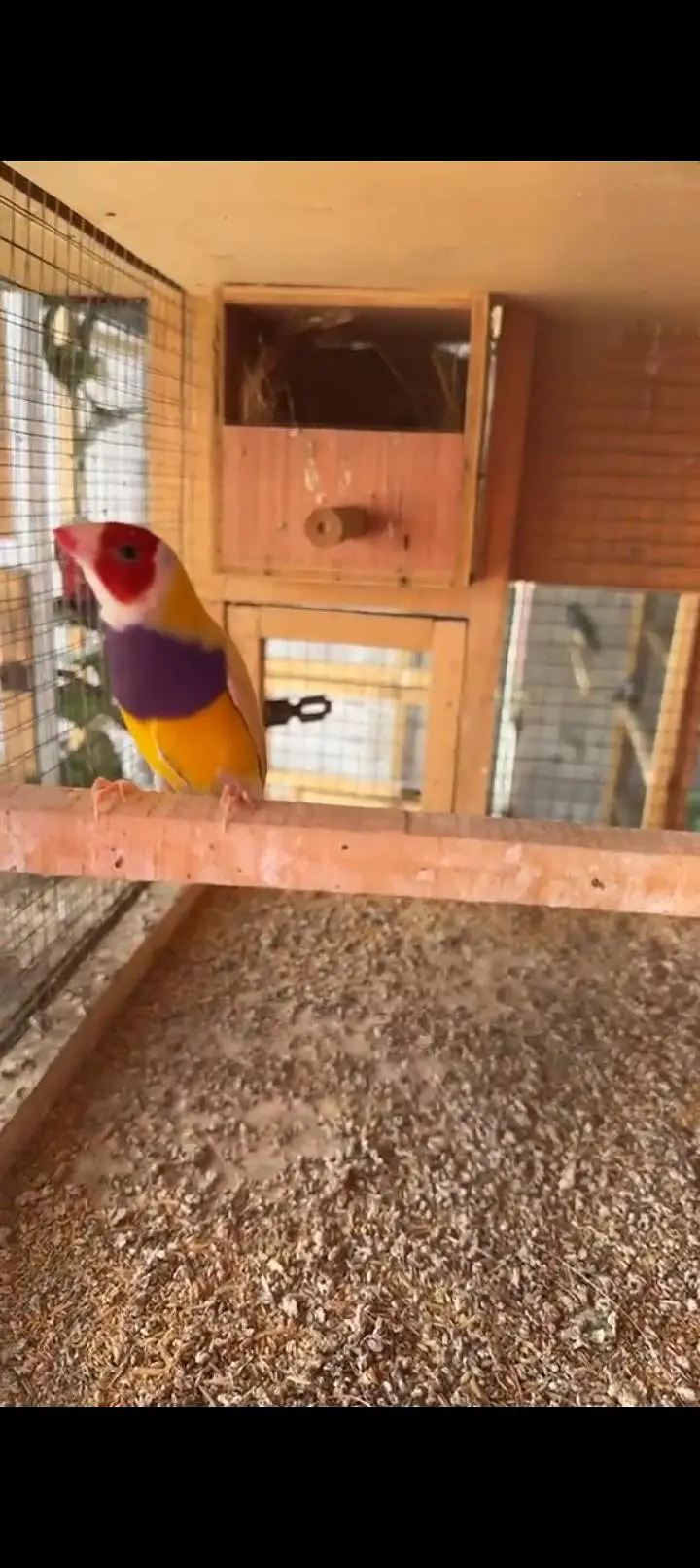 Latino male split ino split blue