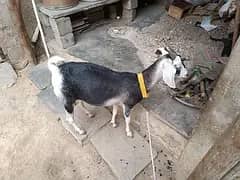 GOAT/ TEDDY GOAT/ RAJAN PORI GOATS