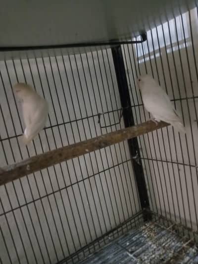 lovebirds