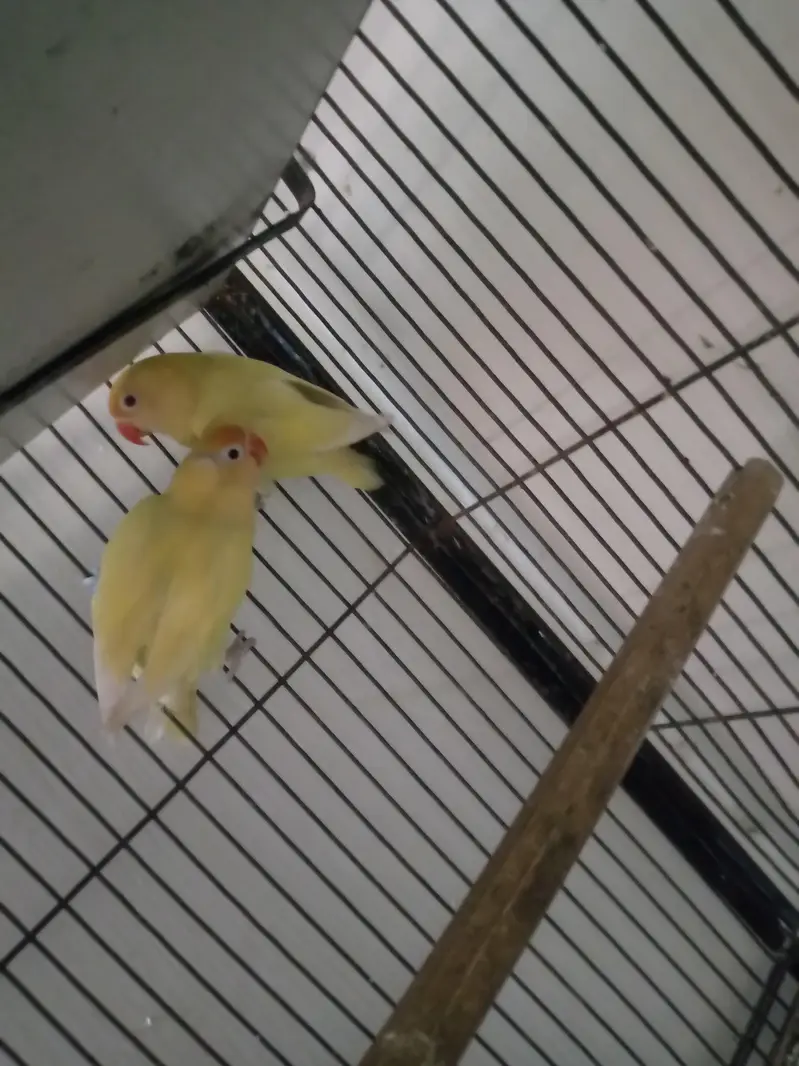 lovebirds — photo 2
