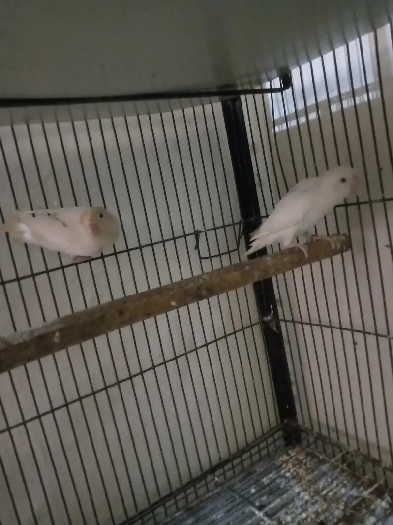 lovebirds — photo 3