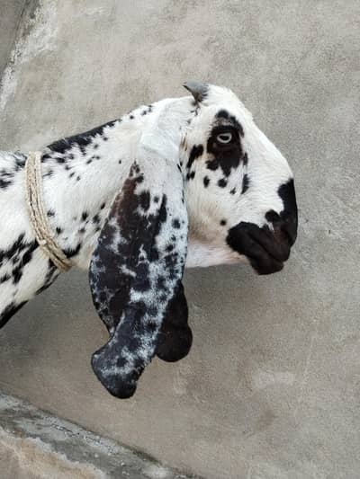 Makhi Cheeni Goat For sale