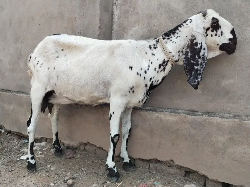 Makhi Cheeni Goat For sale — photo 2