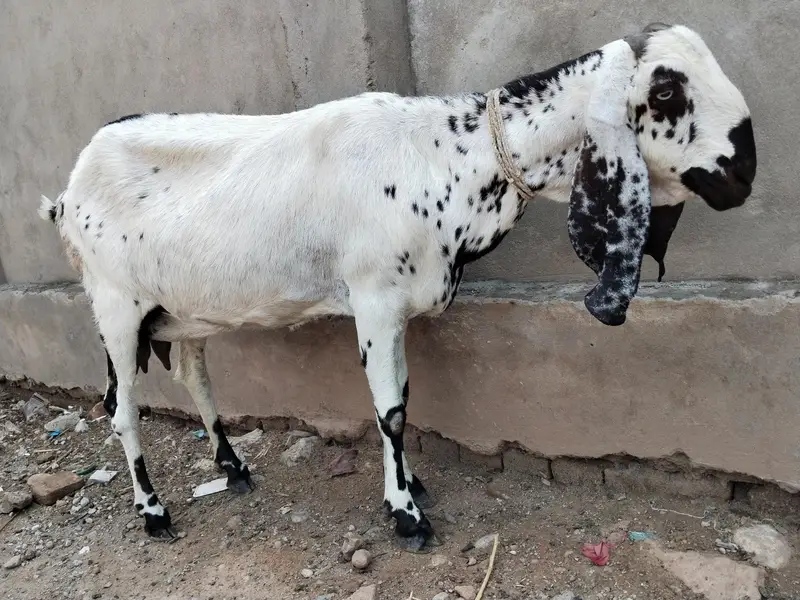 Makhi Cheeni Goat For sale — photo 3