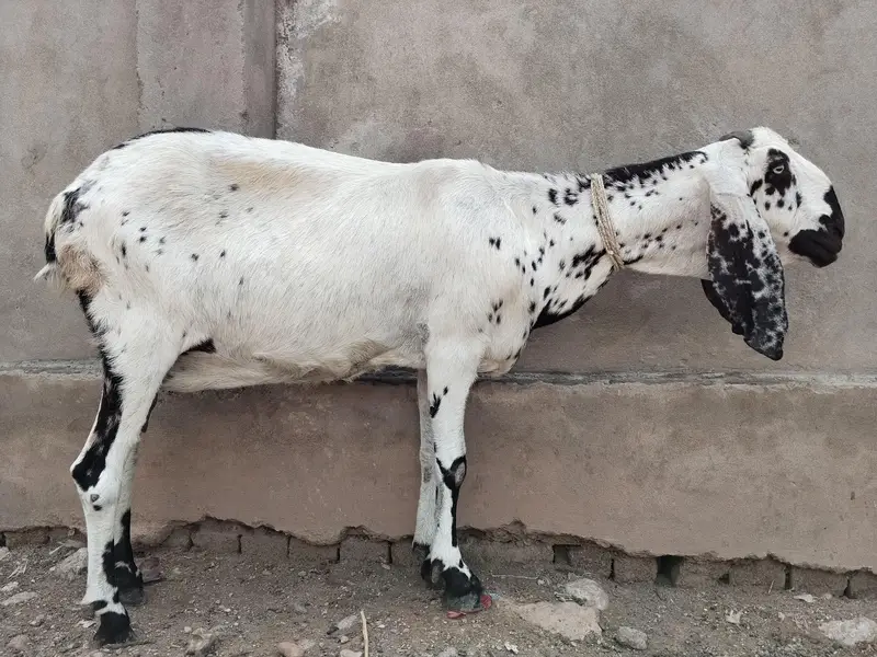 Makhi Cheeni Goat For sale — photo 4