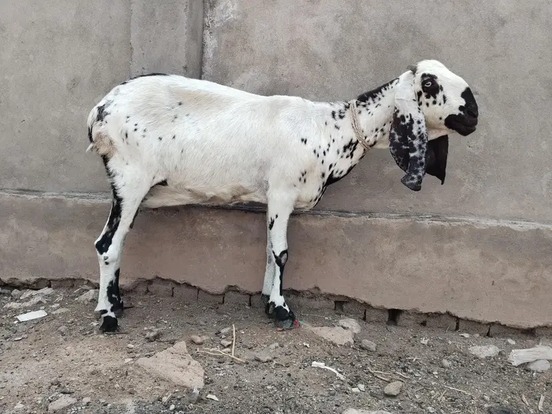 Makhi Cheeni Goat For sale — photo 5
