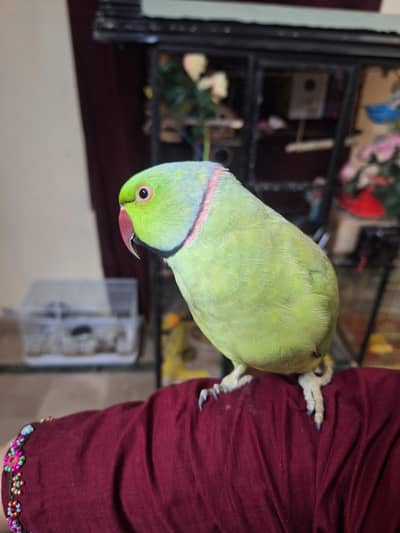 green ring neck