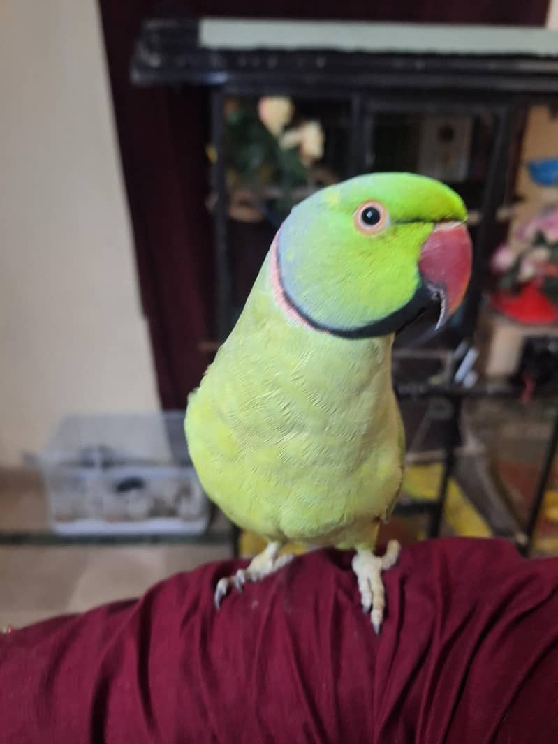 green ring neck 1