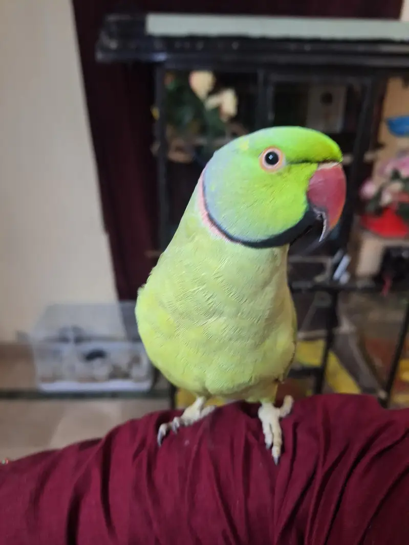green ring neck — photo 2