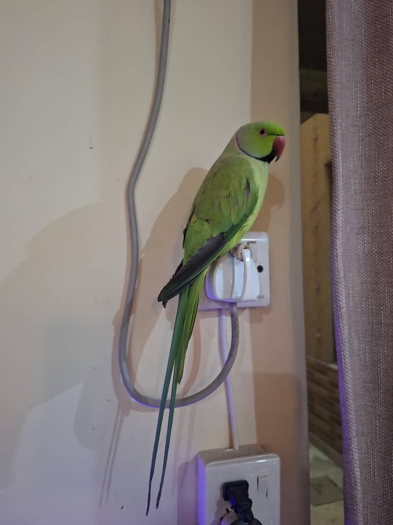 green ring neck 2