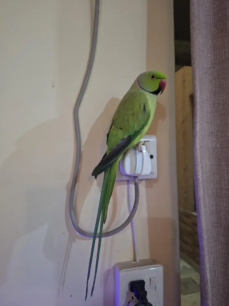 green ring neck — photo 3