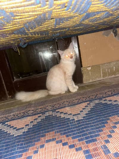 persian cat for sell