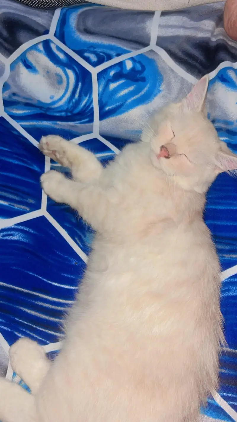 persian cat for sell — photo 2