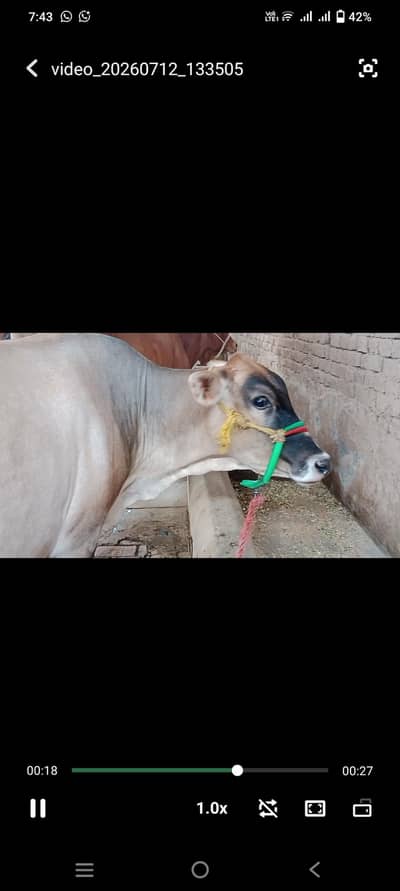 Pure Jercy Bachri Pehla warra