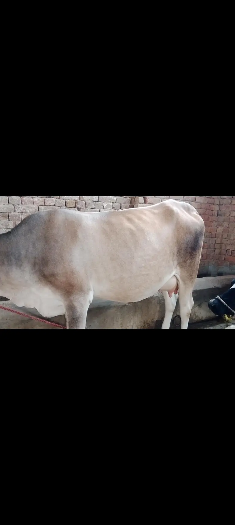 Pure Jercy Bachri Pehla warra — photo 2