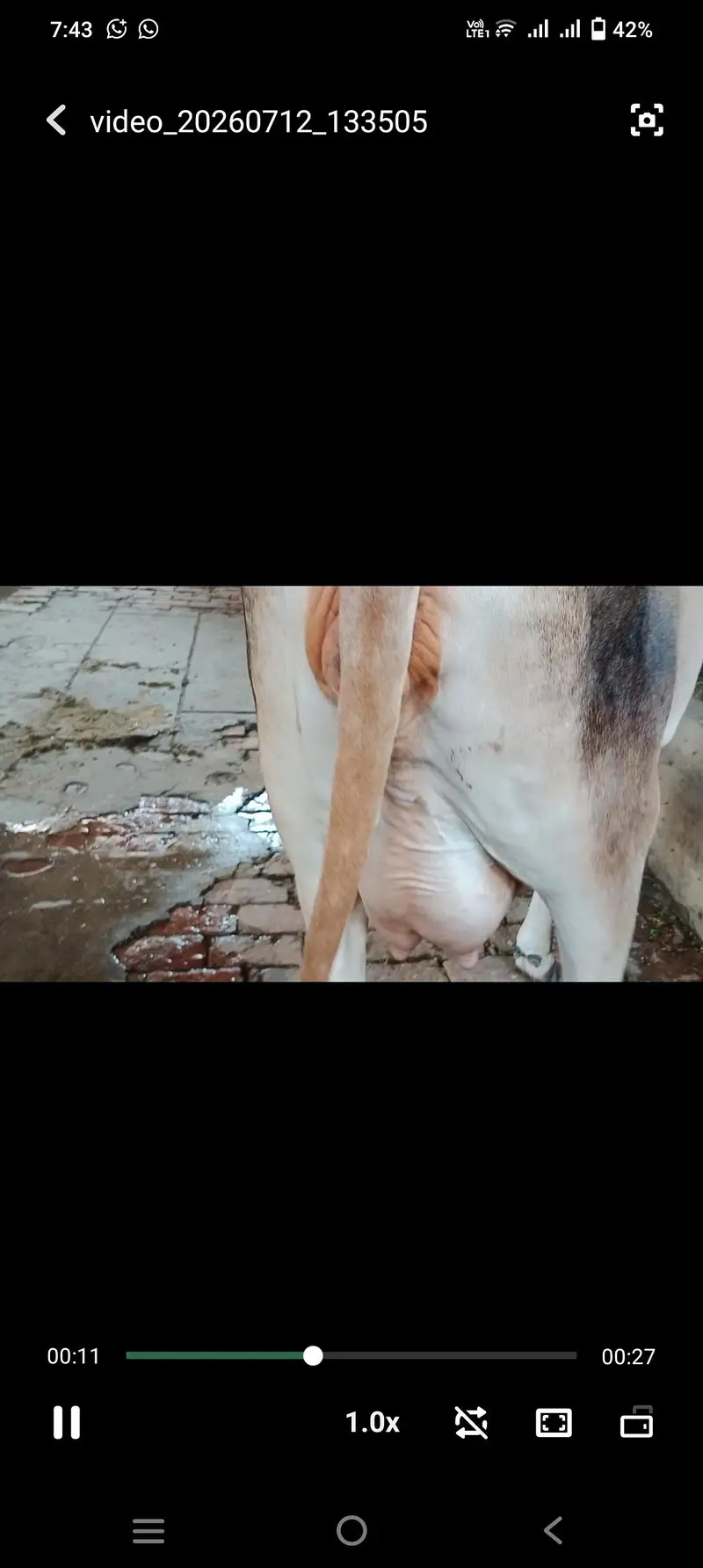Pure Jercy Bachri Pehla warra — photo 3
