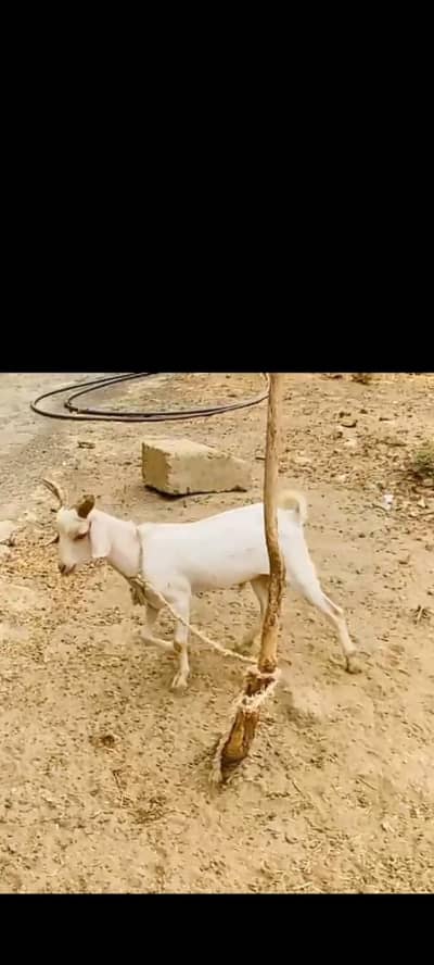 GULABI BREEDER SMART HEALTY
