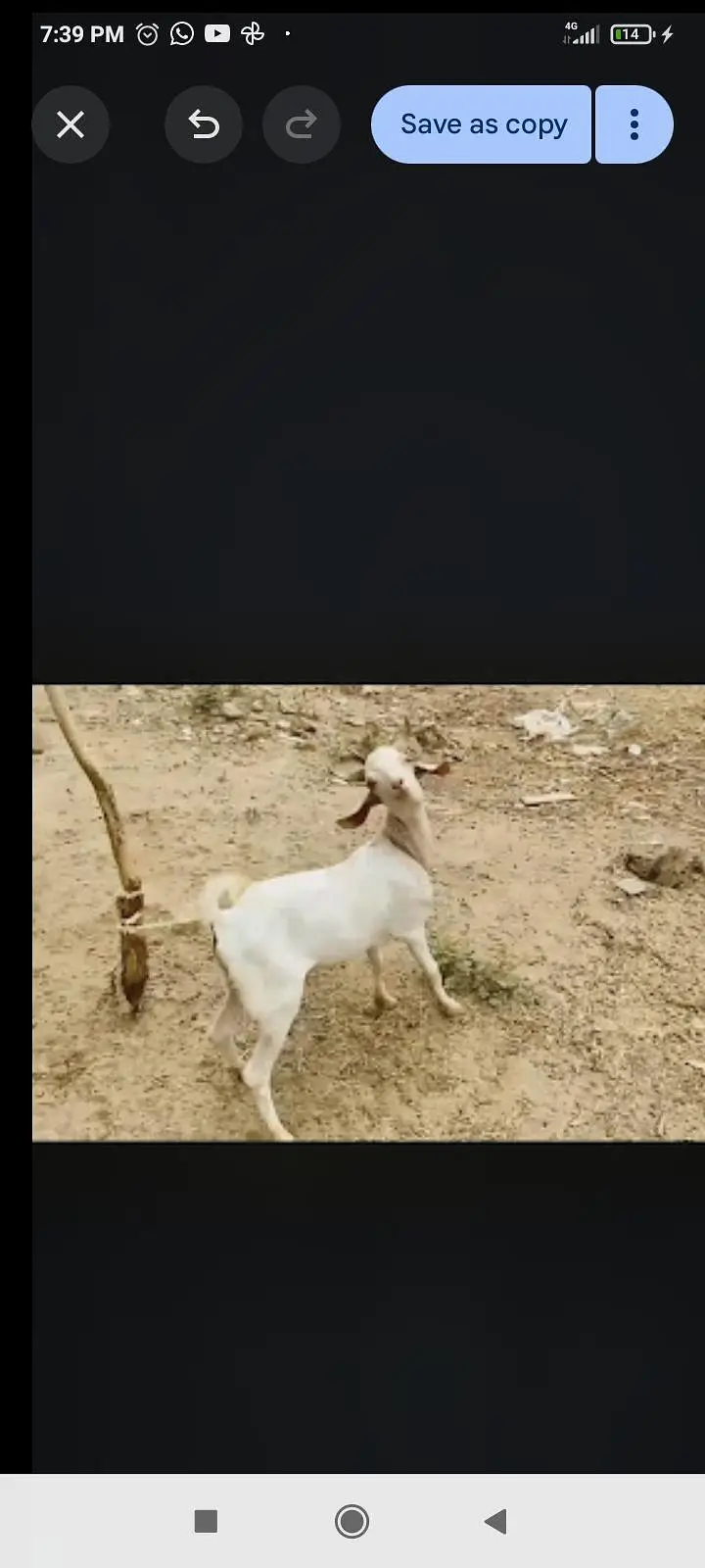 GULABI BREEDER SMART HEALTY — photo 2