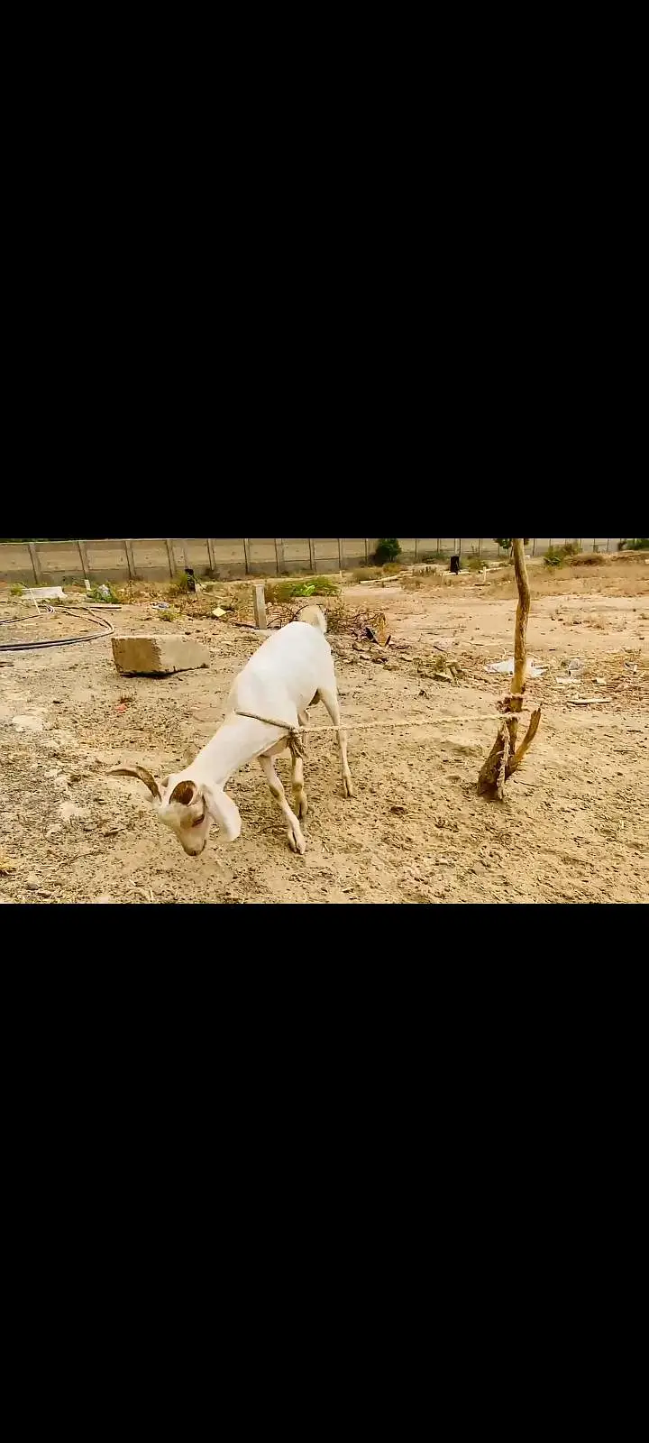 GULABI BREEDER SMART HEALTY — photo 3