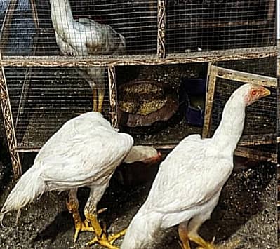 Aseel Shamo (Chicks)