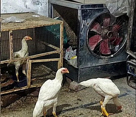 Aseel Shamo (Chicks) — photo 2