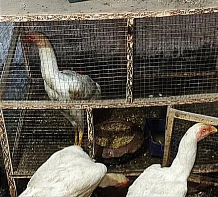 Aseel Shamo (Chicks) — photo 3
