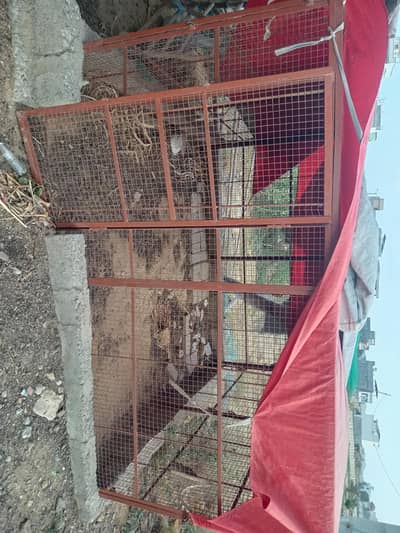 cages  for chicken. pijon. peret and goat