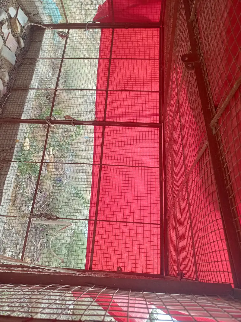 cages  for chicken. pijon. peret and goat — photo 2