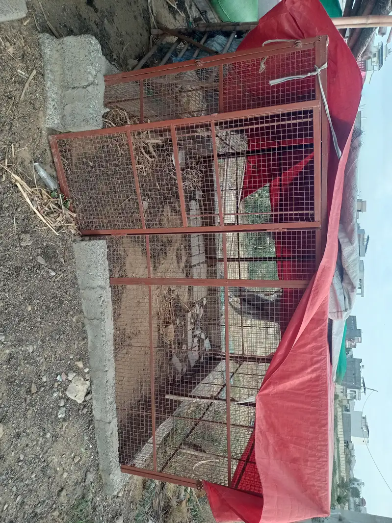 cages  for chicken. pijon. peret and goat — photo 4