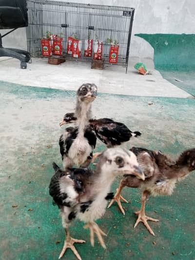 aseel chicks for sale