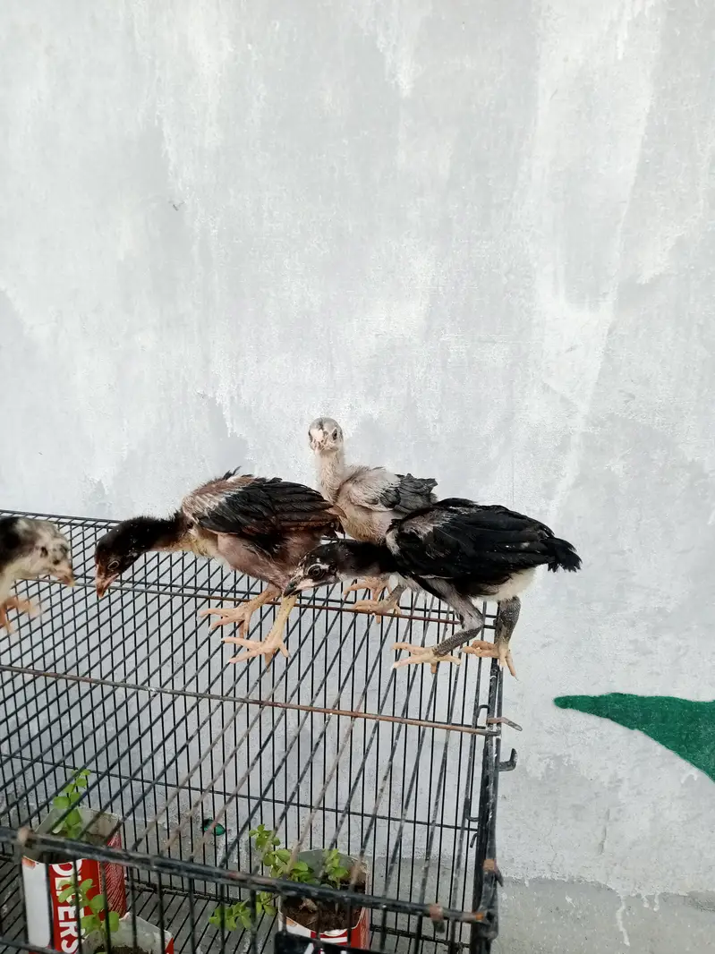 aseel chicks for sale — photo 2