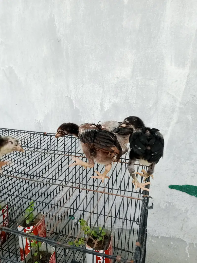 aseel chicks for sale — photo 3