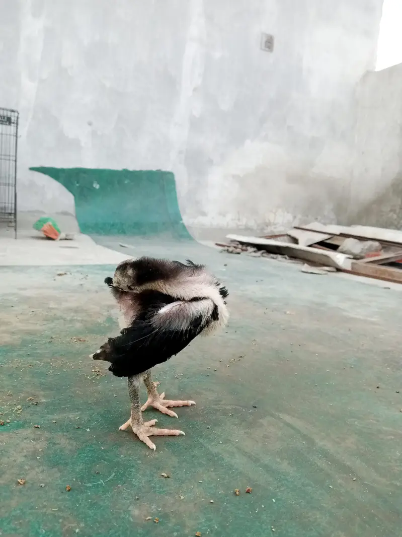 aseel chicks for sale — photo 4