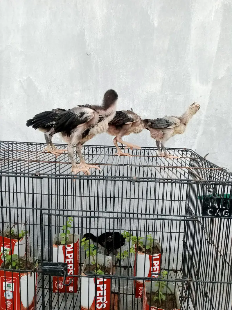 aseel chicks for sale — photo 5