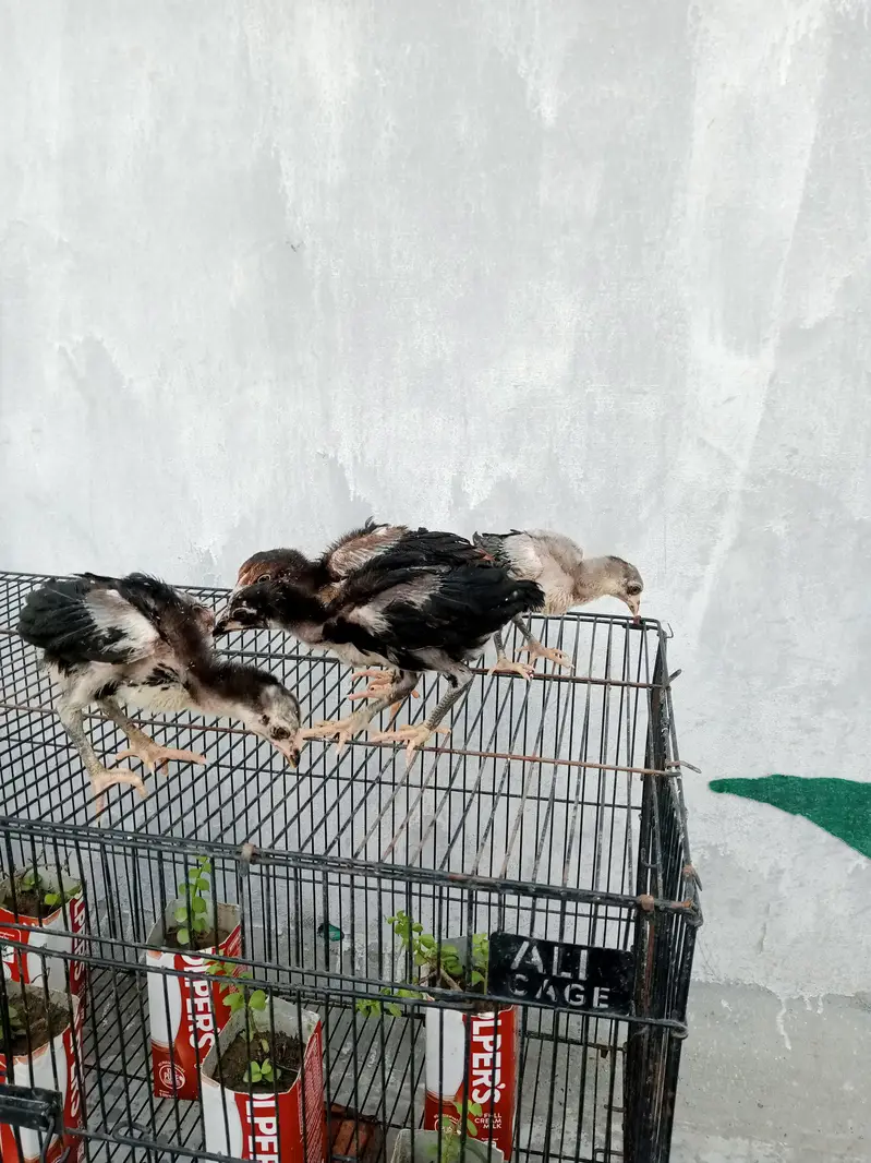 aseel chicks for sale — photo 6