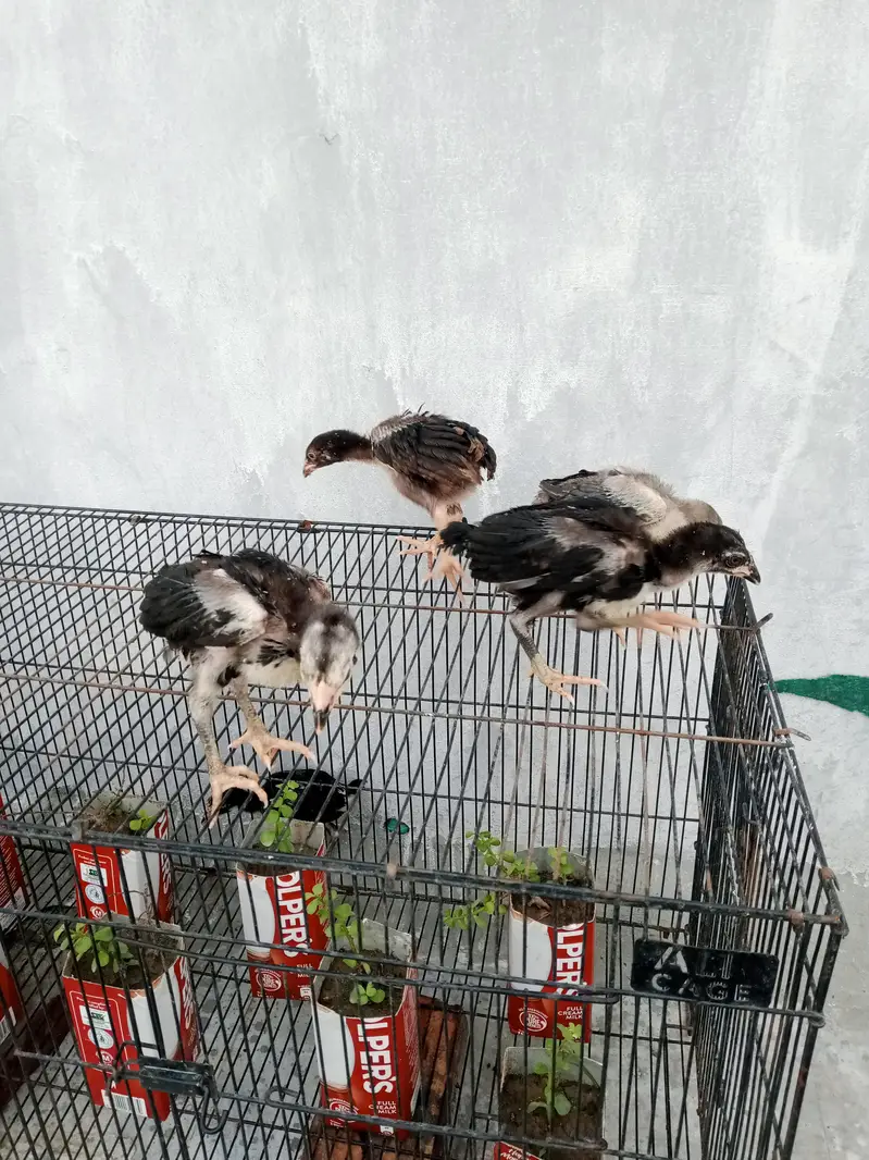 aseel chicks for sale — photo 7