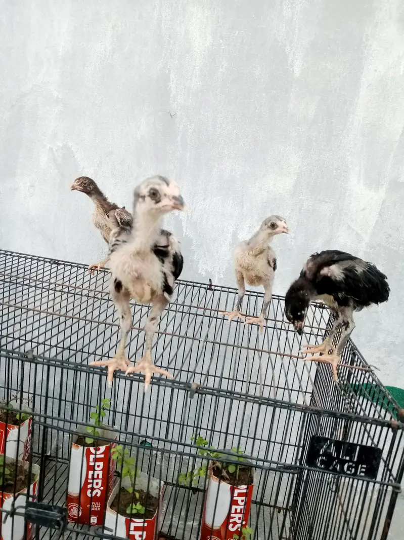 aseel chicks for sale — photo 8