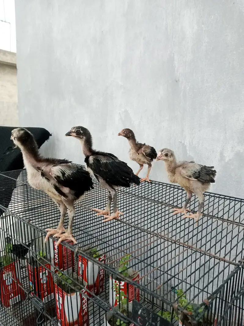 aseel chicks for sale — photo 9