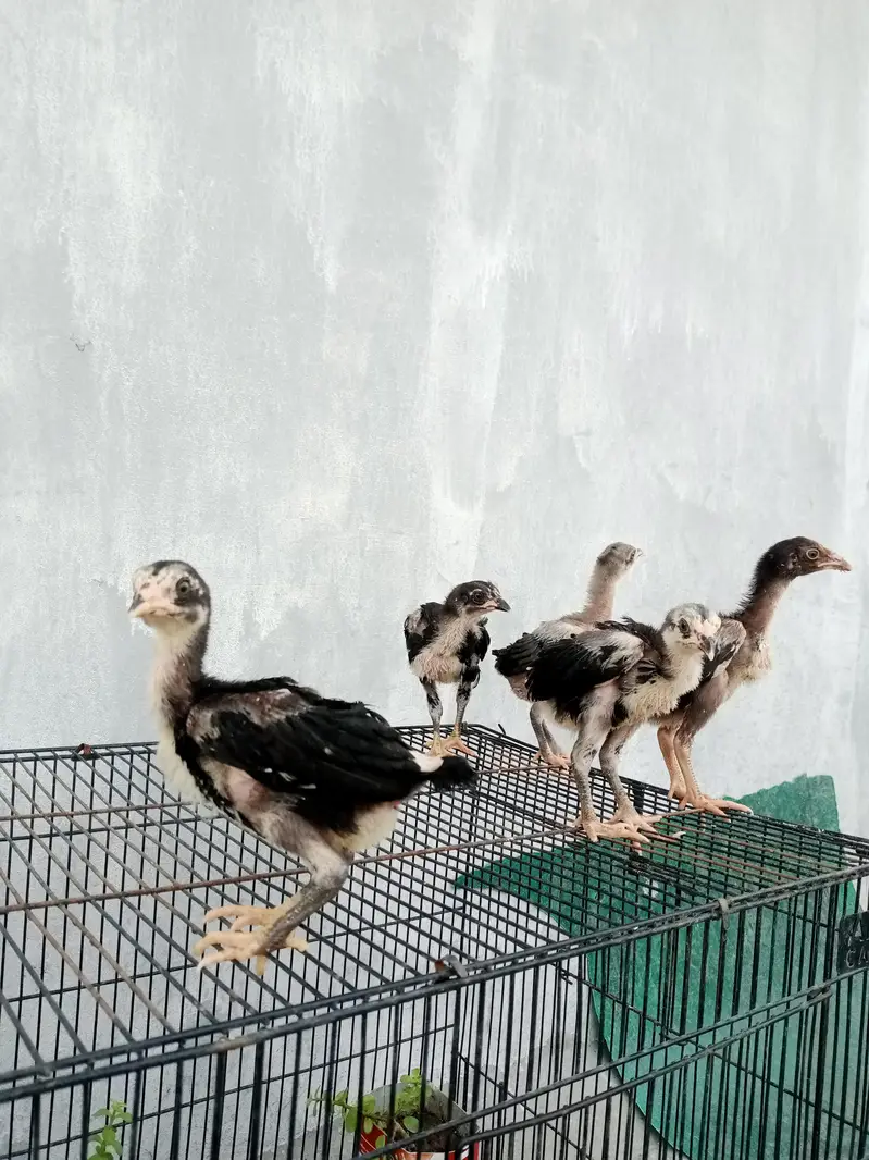 aseel chicks for sale — photo 10