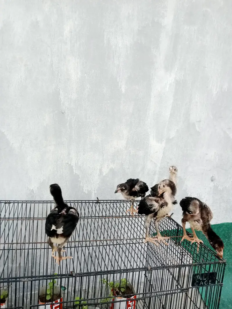 aseel chicks for sale — photo 11