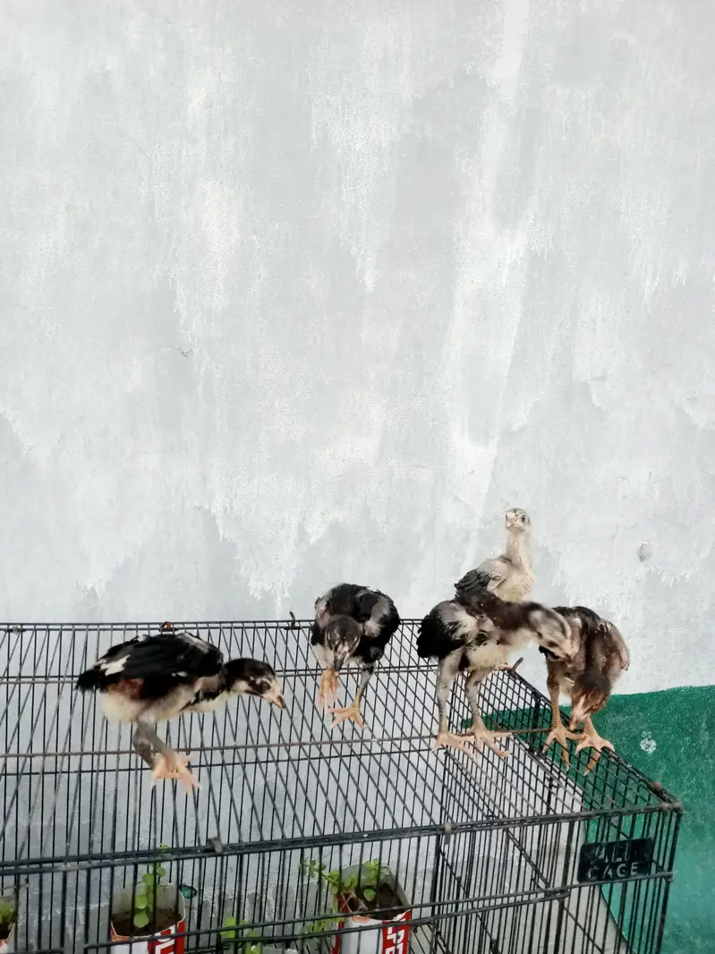 aseel chicks for sale — photo 12