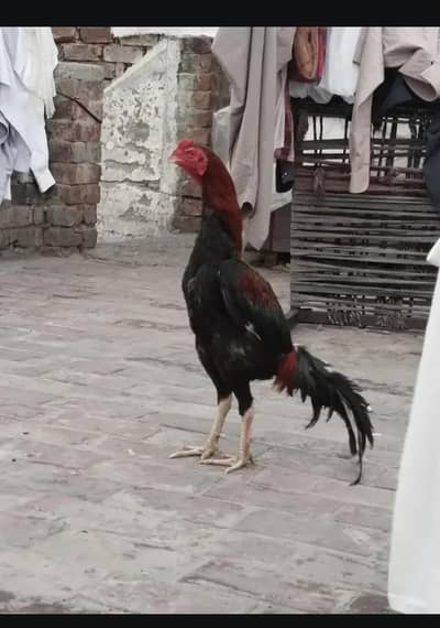 lahka murga or mushki madi kurk ha